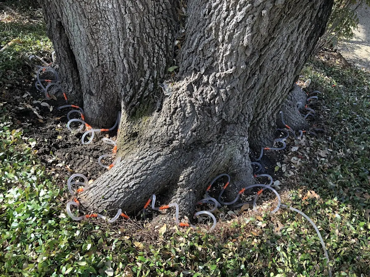 Detailed Tree Cabling and Bracing job site in Glen Ferris
