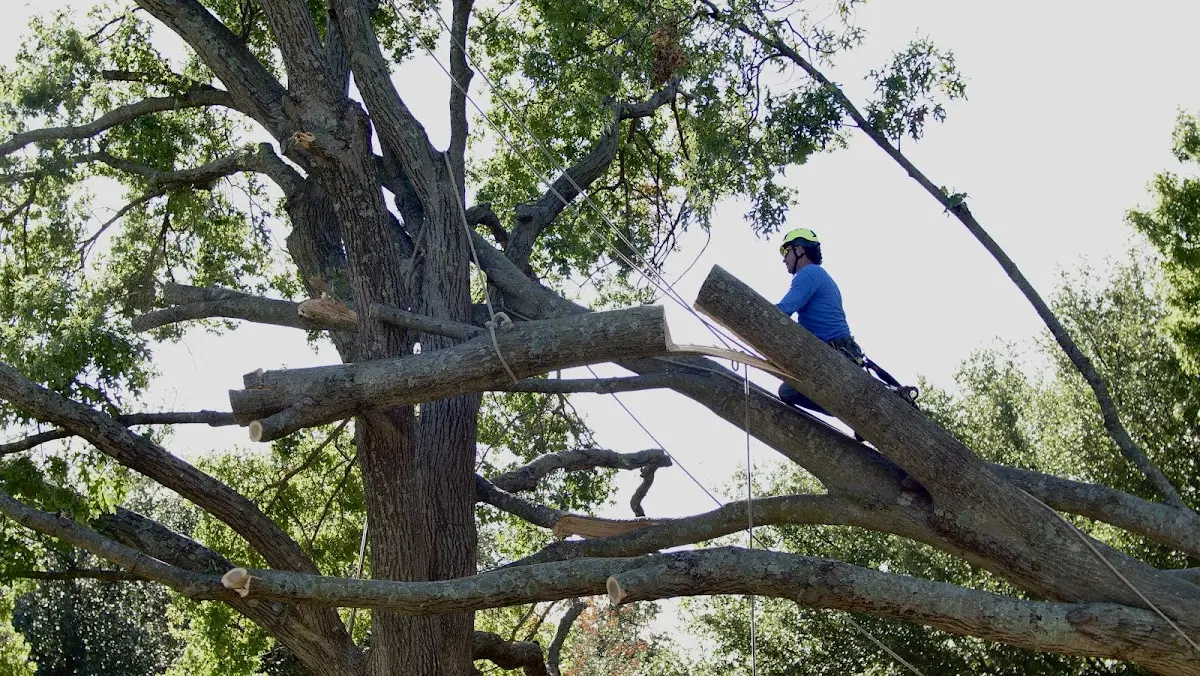 Professional Hazardous Tree Removal performed by certified arborists in Glen Ferris