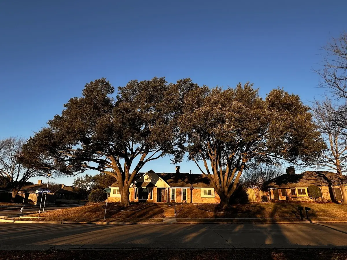 Established residential canopy tree shading a home in Glen Ferris